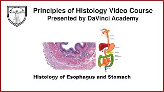 Histology of Esophagus and Stomach [GI Histology 1 of 4]