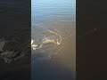 Moment de grâce à la pêche. #leurre #nokill #fishing #sportex #brochet #djayfishing #Suède #lac