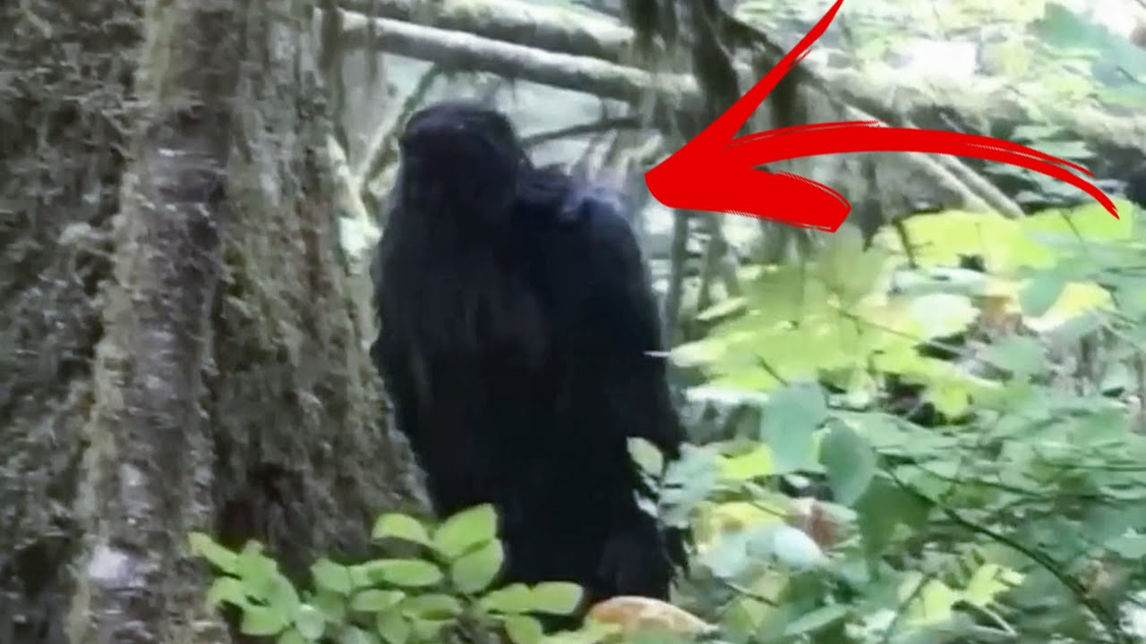 Penampakan2 Bigfoot Yang Tidak Sengaja Terekam Kamera #bigfoot