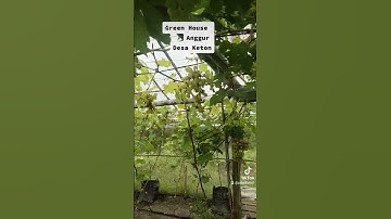 Thumbnail of Green House Anggur