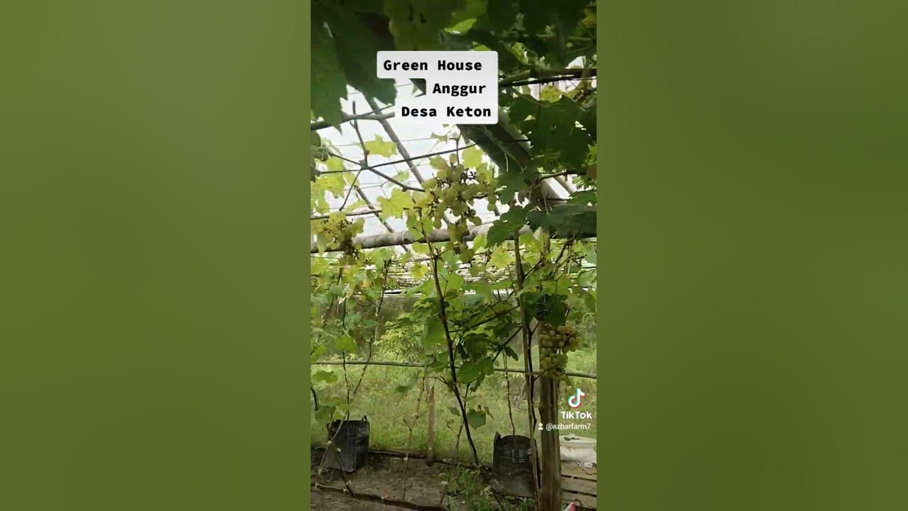 Green House Anggur