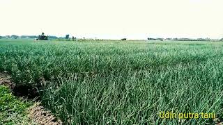 Download Lagu BAWANG MERAH DAN ANGIN KUMBANG MP3