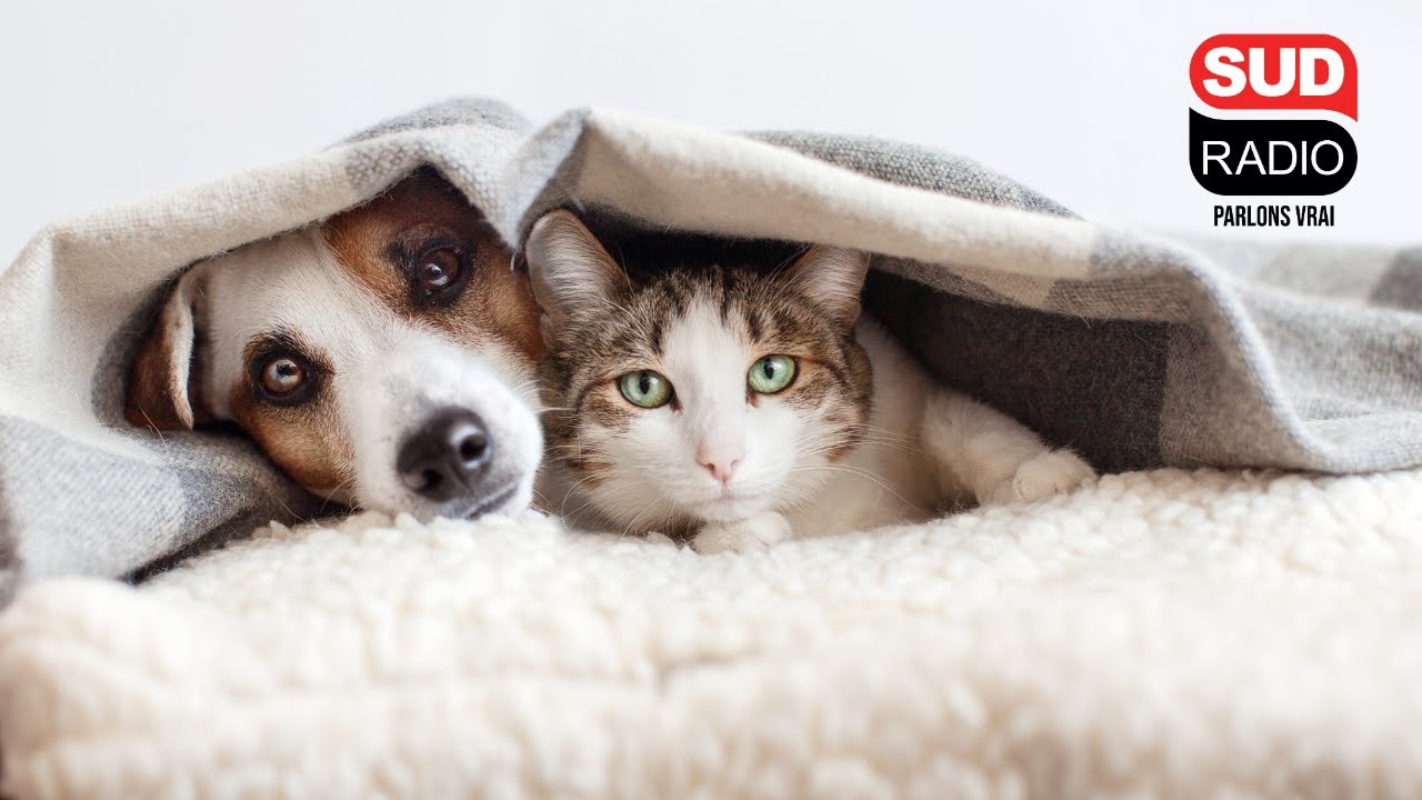 Chiens et chats : comment les protéger du grand froid ?