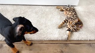 Mini Dachshunds &amp; Bengal Kitten. Playtime.