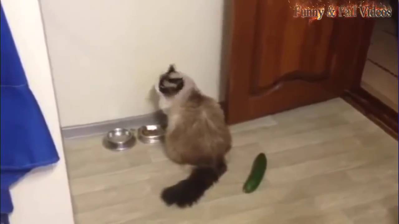 Koty Vs Ogórki Koty Boją Się Ogórków Xddd Youtube