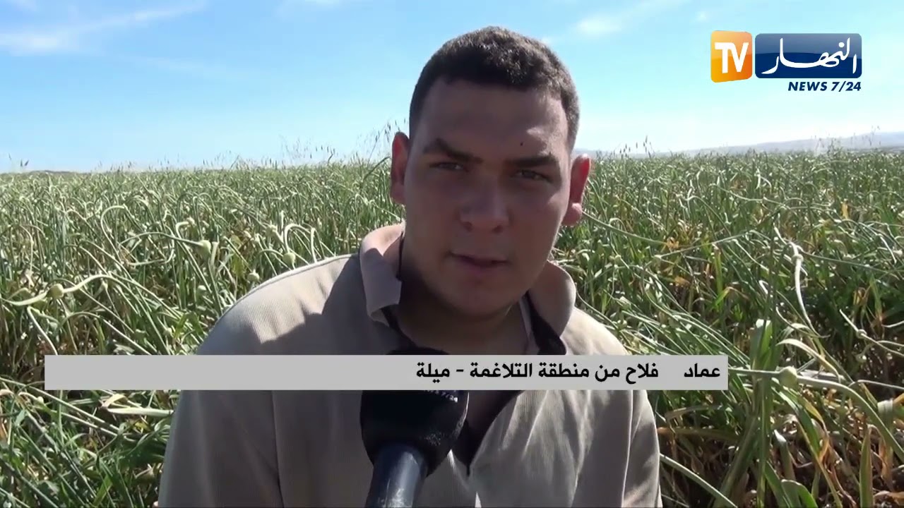 ميلة: إنطلاق عملية جني منتوج الثوم وسط توقعات بإرتفاع معدلات الإنتاج