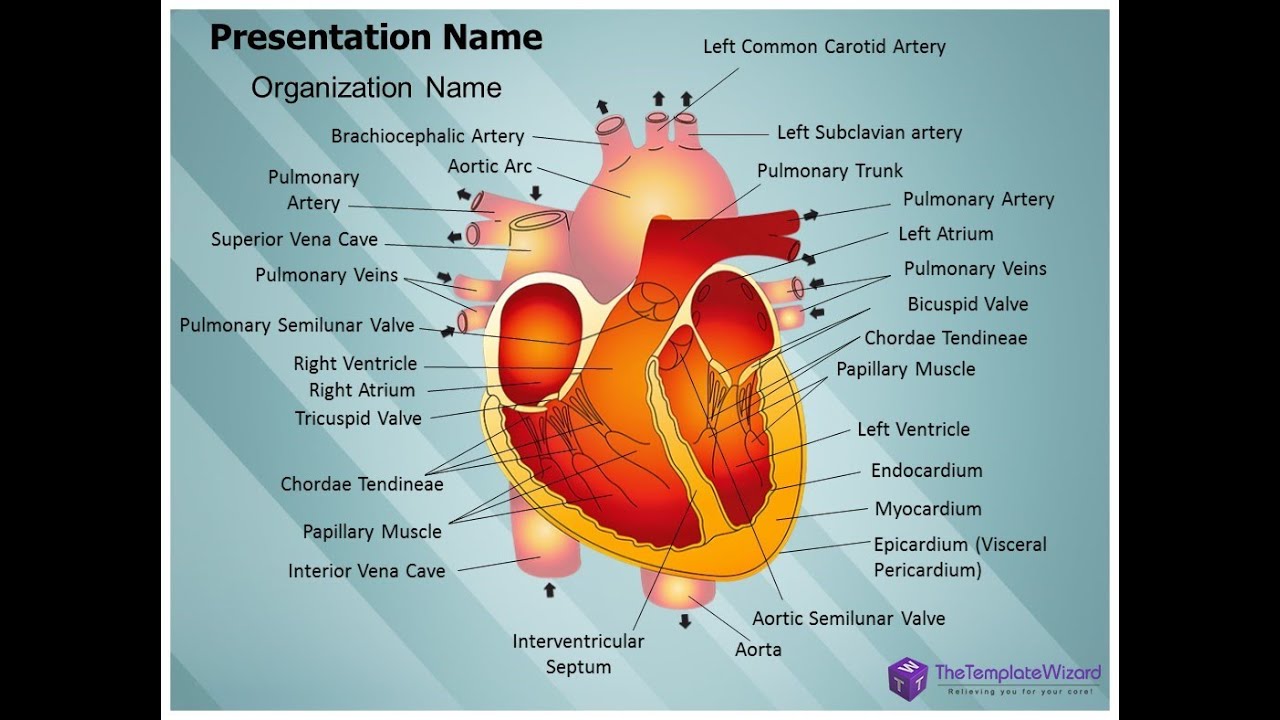Heart Cross Section PowerPoint Template - TheTemplateWizard.com - YouTube