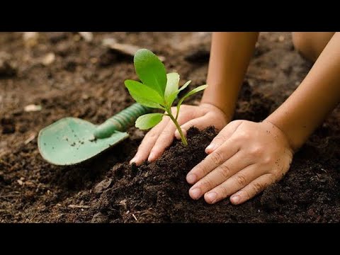 Video: Biofertilizer ni nini kwa mfano?