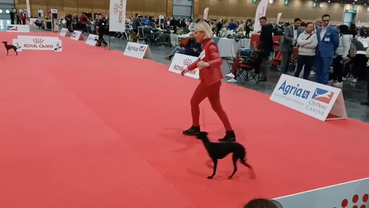 EDS 2022. Paris, France 🇫🇷 Italian Greyhound /Piccolo Levriero Italiano. Female Champion class