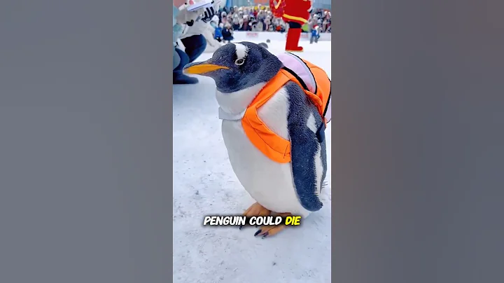 Why You Should NEVER Touch a Penguin in Antarctica