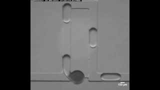 Serial dilution in microfluidic droplet array