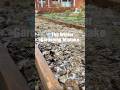 #1 Winter Gardening Mistakes