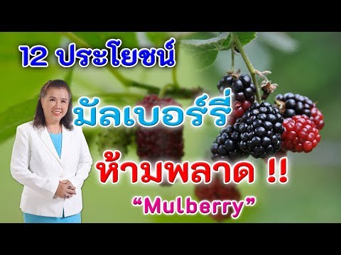 ห้ามพลาด !! 12 ประโยชน์ มัลเบอร์รี อร่อยดีต่อสุขภาพ | Mulbery | พี่ปลา Healthy Fish