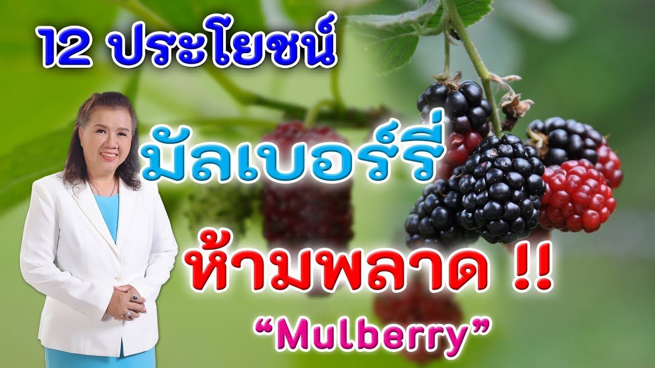ห้ามพลาด !! 12 ประโยชน์ มัลเบอร์รี อร่อยดีต่อสุขภาพ | Mulbery | พี่ปลา Healthy Fish