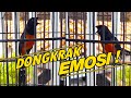 Pancingan Murai Batu Bikin Lawan Ikut Langsung Emosi Dan Tarung Dengan Murai Batu Yang Satu Ini Mp3 - Mp4 Download