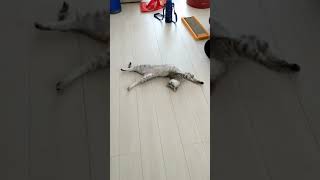 暑くて伸びすぎてる猫 #shorts