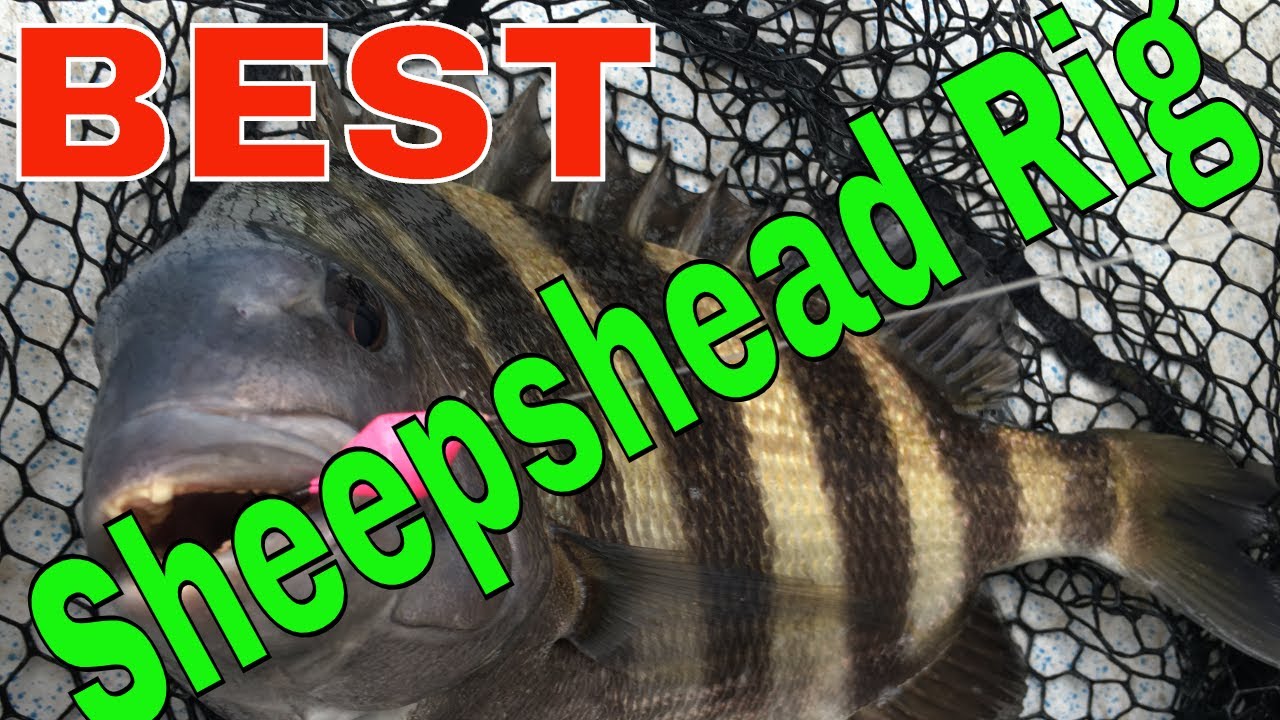 Hook up on MORE Sheepshead How To Rig For Sheepshead Fishing