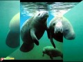 Manatee          خروف البحر 