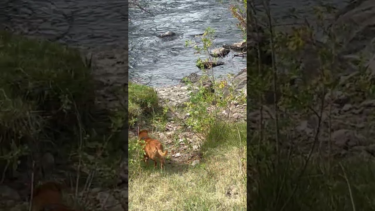 Chilcotin River near Chilcotin bridge