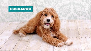 Cockapoo Dog Breed Guide | Dogs 101 - Cockapoo