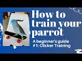 How to train your parrot! Lesson #1 (Beginner Series) : Clicker Training