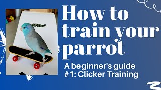 How to train your parrot! Beginner Series Tutorial 1: Clicker Training