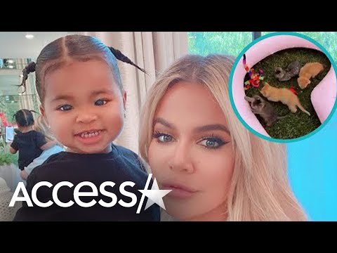 Video: Nilai Bersih Khloe Kardashian: Wiki, Berkahwin, Keluarga, Perkahwinan, Gaji, Adik Beradik