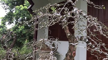 Biến cây củi thành cây kiểng