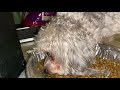 😂🤣Funny Grouchy Shih Poo making noises while eating... ending with a cute surprise🥰😍