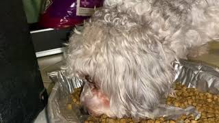 😂🤣Funny Grouchy Shih Poo making noises while eating... ending with a cute surprise🥰😍