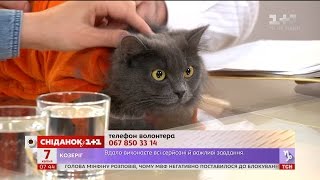 Кішка Маша шукає родину Кішка Маша шукає родину