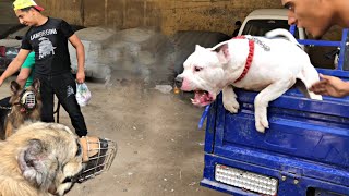 اسعار اشرس كلاب والمستويات العالية في سوق الجمعه بالسيدة عائشة سوق الكلاب