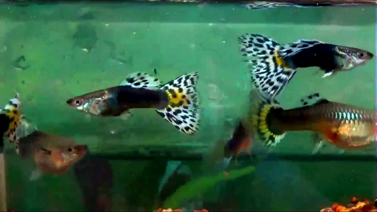 camera iphone 8 plus apk half black leopard guppy