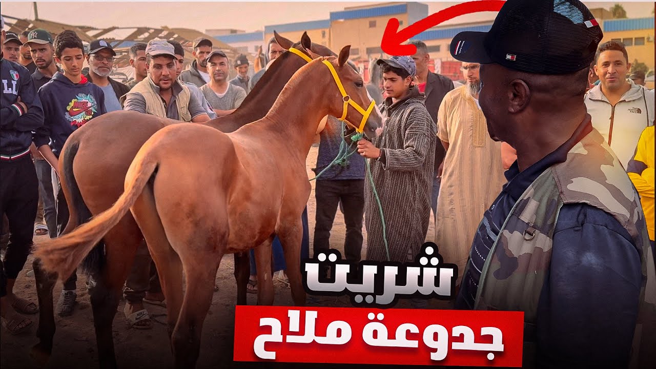 درت اليوم صفقة مميزة في سوق سطات شريت 2 جدوعة ملاح 😍وبادريس شراء عود زرك باوريقاتو ❤️💯