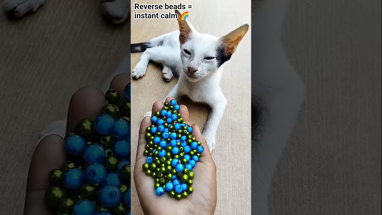 Calm vibes with colorful beads & cat 🐱🎨 