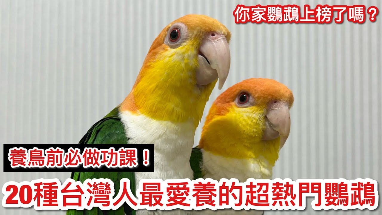 20種台灣人最愛養的超熱門鸚鵡！你家鸚鵡上榜了嗎？[上集] 養鳥前必須知道的鸚鵡性格與習性！【鸚鵡小木屋】
