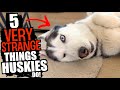 5 very strange things that huskies do