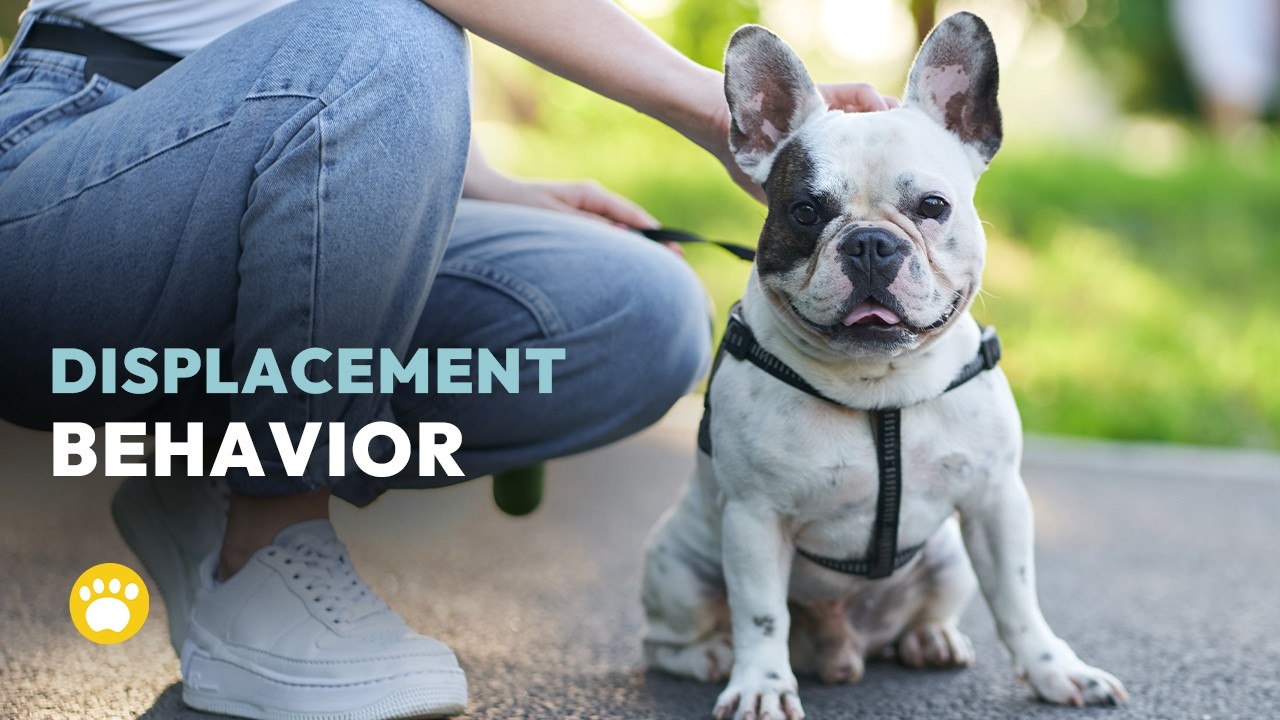 Dogs Displacement Behavior: Understanding Hidden Stress Signals