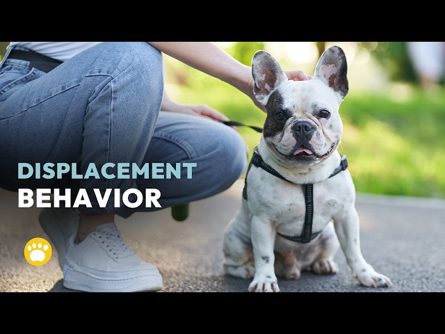 Displacement Behavior Dog: Understanding Hidden Stress Signals