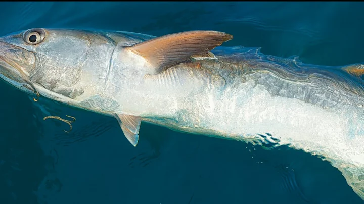 The best way to catch monster kingfish