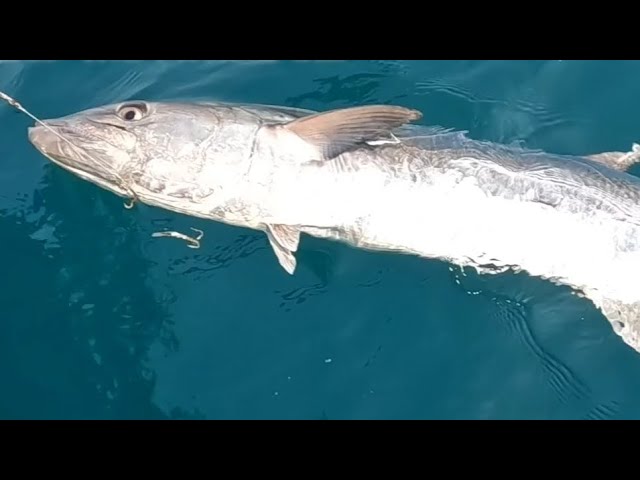 The best way to catch monster kingfish 