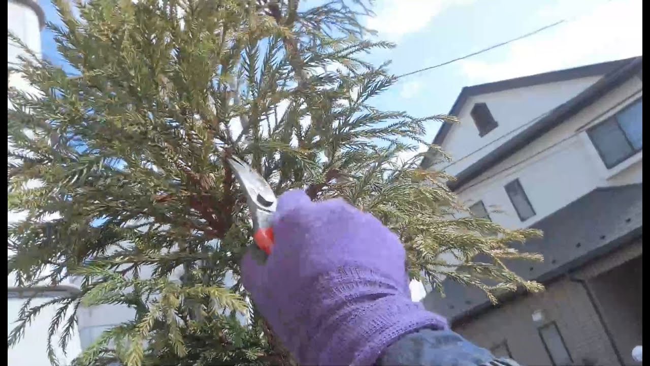 No.108_Pruning of Japanese cedars①Traditional Japanese cedar