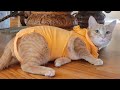 8 Hr TV For Cats, Cat Playing With Toys : Athletic Cat TV Videos, Daughter of Garfield. Cat&#39;s Video.