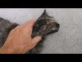 ASMR Cat purring