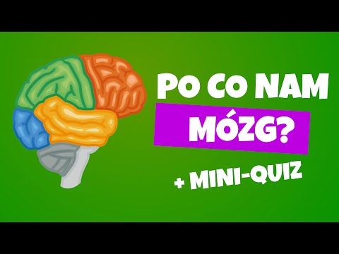 Miniatura filmu Mózg 🧠 Jak działa mózg? Budowa mózgu