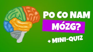 Mózg Jak Działa Mózg? Budowa Mózgu