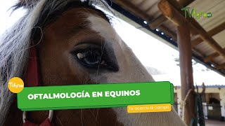 Oftalmología en equinos - TvAgro por Juan Gonzalo Angel Restrepo