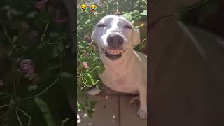 Crazy epic fails 😂😂 😂 #shorts #memes #fails #funnymoments