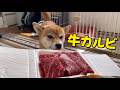 牛カルビ転がっとったよってに食べてみる?ASMR 柴犬小夏