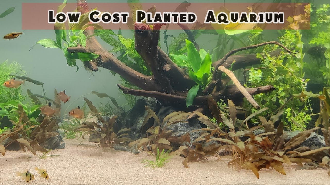 Low Cost Planted Aquarium - MaxresDefault